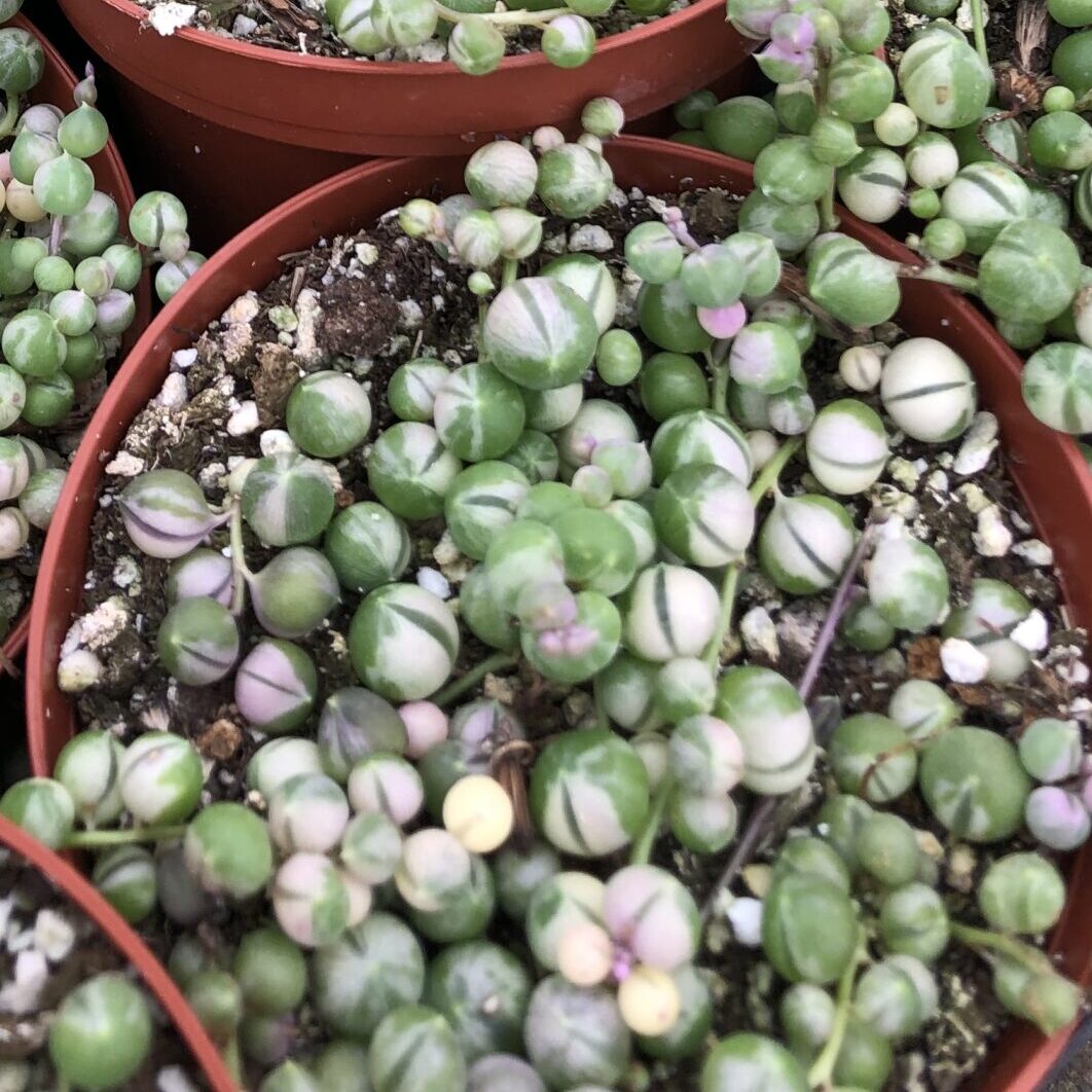 For Sale, Variegated String of Pearls Succulent